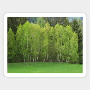 Spring Green - Birch Trees Sticker